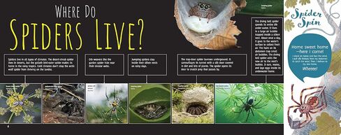 Scurry! The Truth About Spiders| Full of Fun Facts, Photographs, Illustrations, & All Your Questions Answered | Reading Age 7-10 | Grade Level 2-3 | Nonfiction Science & Nature | Reycraft Books in Saudi Arabia
