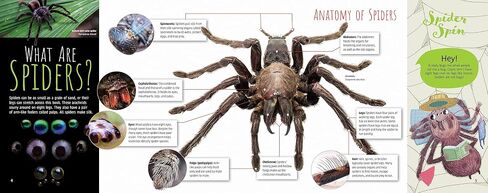 Scurry! The Truth About Spiders| Full of Fun Facts, Photographs, Illustrations, & All Your Questions Answered | Reading Age 7-10 | Grade Level 2-3 | Nonfiction Science & Nature | Reycraft Books in Saudi Arabia