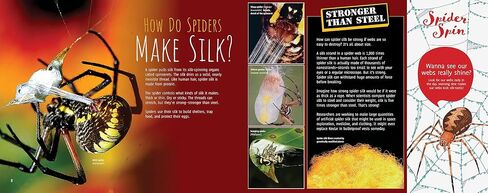 Scurry! The Truth About Spiders| Full of Fun Facts, Photographs, Illustrations, & All Your Questions Answered | Reading Age 7-10 | Grade Level 2-3 | Nonfiction Science & Nature | Reycraft Books in Saudi Arabia