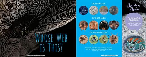 Scurry! The Truth About Spiders| Full of Fun Facts, Photographs, Illustrations, & All Your Questions Answered | Reading Age 7-10 | Grade Level 2-3 | Nonfiction Science & Nature | Reycraft Books in Saudi Arabia
