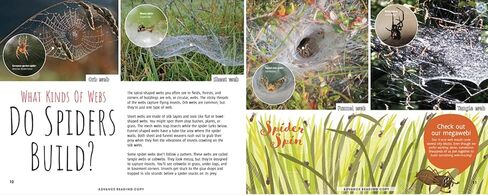 Scurry! The Truth About Spiders| Full of Fun Facts, Photographs, Illustrations, & All Your Questions Answered | Reading Age 7-10 | Grade Level 2-3 | Nonfiction Science & Nature | Reycraft Books in Saudi Arabia