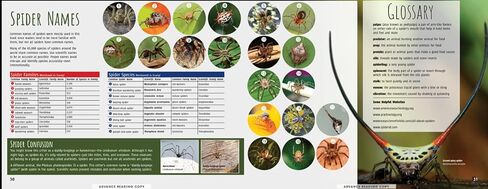 Scurry! The Truth About Spiders| Full of Fun Facts, Photographs, Illustrations, & All Your Questions Answered | Reading Age 7-10 | Grade Level 2-3 | Nonfiction Science & Nature | Reycraft Books in Saudi Arabia