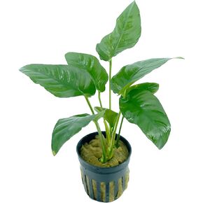 Anubias Barteri VAR. Nana Live Aquarium Plants Potted for Freshwater Aquatic Plant BUY2GET1FREE in Kuwait