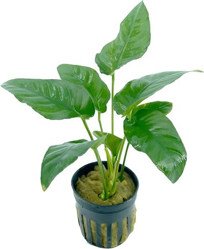 Anubias Barteri VAR. Nana Live Aquarium Plants Potted for Freshwater Aquatic Plant BUY2GET1FREE in Kuwait