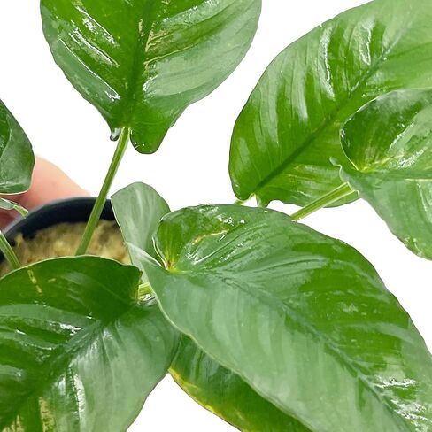 Anubias Barteri VAR. Nana Live Aquarium Plants Potted for Freshwater Aquatic Plant BUY2GET1FREE in Kuwait