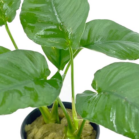 Anubias Barteri VAR. Nana Live Aquarium Plants Potted for Freshwater Aquatic Plant BUY2GET1FREE in Kuwait