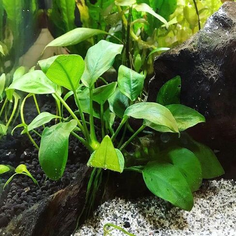 Anubias Barteri VAR. Nana Live Aquarium Plants Potted for Freshwater Aquatic Plant BUY2GET1FREE in Kuwait