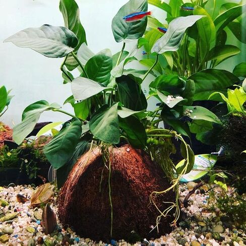 Anubias Barteri VAR. Nana Live Aquarium Plants Potted for Freshwater Aquatic Plant BUY2GET1FREE in Kuwait