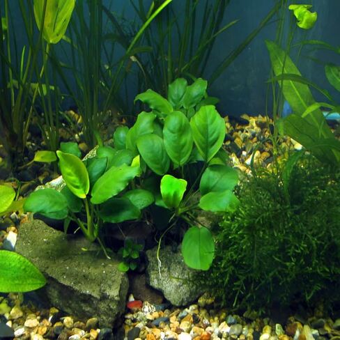 Anubias Barteri VAR. Nana Live Aquarium Plants Potted for Freshwater Aquatic Plant BUY2GET1FREE in Kuwait