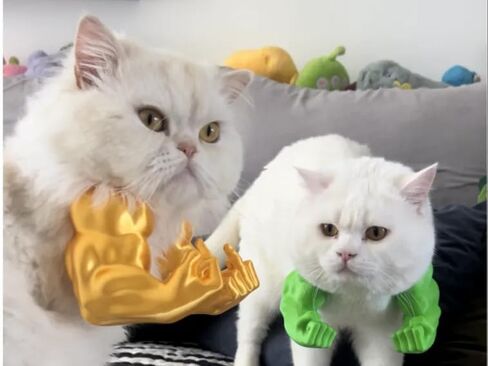 Cat Muscle Arms 3D Printed Cat's Neck Muscle Fist Middle Finger Up F88k Cosplay for Dogs Cat Birthday Party Halloween Photo Shoot (White Finger) in Saudi Arabia