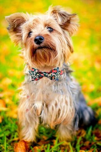 Lionheart Glory Dog Cog Powtie - القوس القطني القابل للتعديل للكلاب المتوسطة in Kuwait
