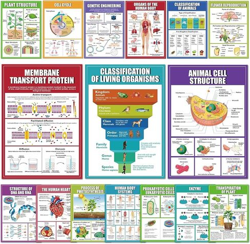 EggSun 16 Pcs Biology Science Posters for High School Classroom Decorations, 11 x 16in Life Science Poster Charts for Teachers Middle School Supplies Education Classroom Bulletin Board Wall Decor in Saudi Arabia