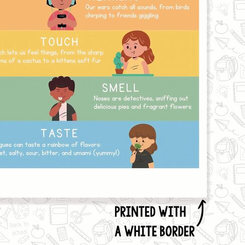 Printlabz 5 Senses Classroom Poster - 5 Senses Diagram Chart - 12 x 18 Inch - Classroom Decor in Saudi Arabia