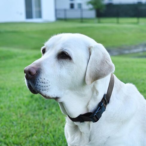 Dogline Biothane Waterproof Dog Collar with Quick Release Buckle Strong Coated Nylon Webbing with Odor- Proof for Easy Care Easy to Clean Fits Small Medium or Large Dogs, Black 3/4" W 12-19" L in Saudi Arabia