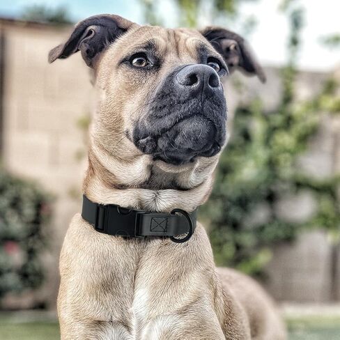 Dogline Biothane Waterproof Dog Collar with Quick Release Buckle Strong Coated Nylon Webbing with Odor- Proof for Easy Care Easy to Clean Fits Small Medium or Large Dogs, Black 3/4" W 12-19" L in Saudi Arabia