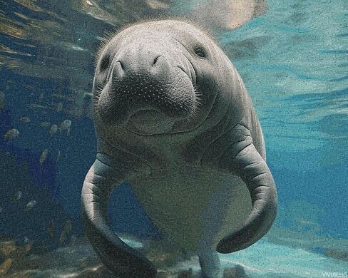 Vnuiehg لطيف Sea Animal Manatee Digital Painting Personalized Paint حسب الرقم من صور أدوات الطلاء الزيتية الرقمية مع فرش الطلاء بأرقام لديكور الجدار المبتدئين للمنزل 16 × 20 بوصة in Saudi Arabia