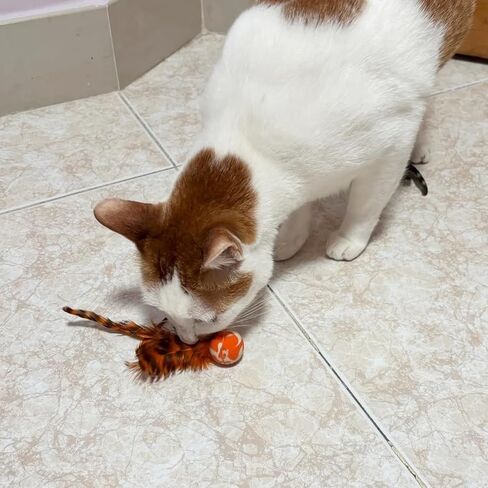 Cat Toy Balls, 5 PCS Colorful Feather Bouncy Balls for Cats No Noise Interactive Kitten Toys Cat Exercise Ball, Safe for Your Kitty (C) in Saudi Arabia