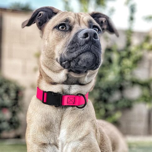 Dogline Biothane Waterproof Dog Collar with Quick Release Buckle Strong Coated Nylon Webbing with Odor- Proof for Easy Care Easy to Clean Fits Small Medium or Large Dogs, Pink 3/4" W 12-19" L in Saudi Arabia