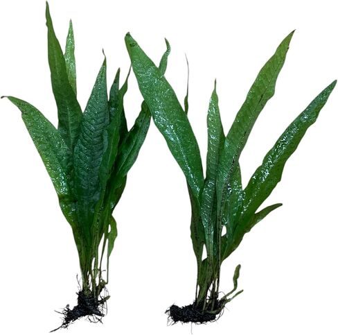 حزمة من 2 جافا سرخس microsorum pteropus easy live aquarium النباتات in Saudi Arabia