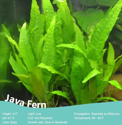 حزمة من 2 جافا سرخس microsorum pteropus easy live aquarium النباتات in Saudi Arabia