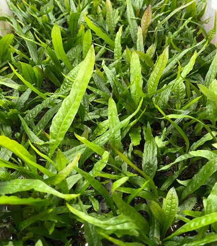 حزمة من 2 جافا سرخس microsorum pteropus easy live aquarium النباتات in Saudi Arabia