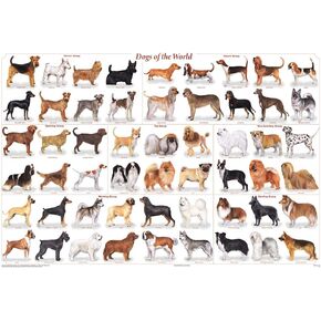 Feenixx Publishing Dogs of the World Popular Breeds Chart Poster, 36 x 24, Unframed, Modern, Contemporary, Indoor, Living Room, Home Office in Saudi Arabia