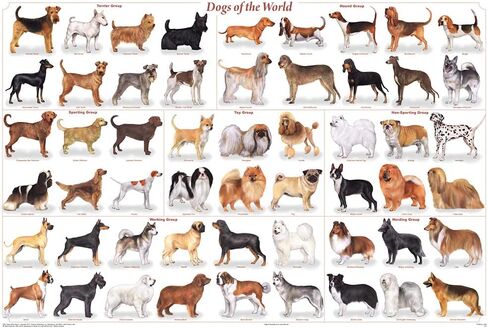 Feenixx Publishing Dogs of the World Popular Breeds Chart Poster, 36 x 24, Unframed, Modern, Contemporary, Indoor, Living Room, Home Office in Saudi Arabia