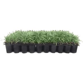 قزم موندو العشب | 40 نباتات حية | Japonicus Nanus | الظل المحبة دائمة الخضرة lilyturf الأرض in Saudi Arabia