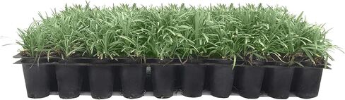 Dwarf Mondo Grass | 40 Live Plants | Japonicus Nanus | Shade Loving Evergreen Lilyturf Groundcover in Saudi Arabia