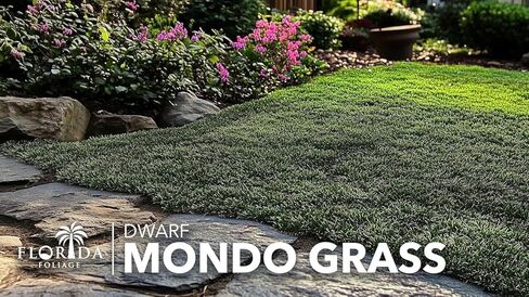 Dwarf Mondo Grass | 40 Live Plants | Japonicus Nanus | Shade Loving Evergreen Lilyturf Groundcover in Saudi Arabia