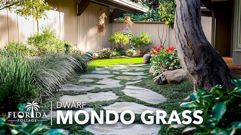 Dwarf Mondo Grass | 40 Live Plants | Japonicus Nanus | Shade Loving Evergreen Lilyturf Groundcover in Saudi Arabia