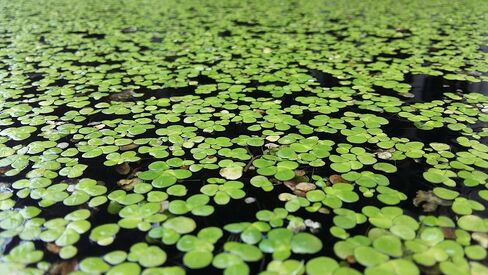 600+ Live Duckweed (Lemma Minor) - NO Snail- Floating Aquarium Plants in Saudi Arabia