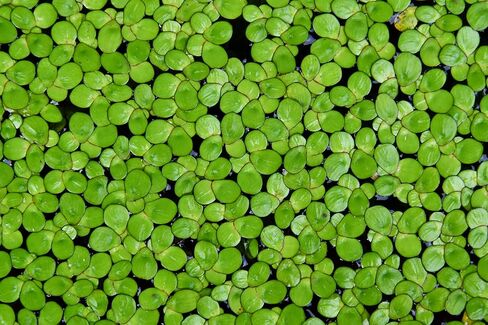 600+ Live Duckweed (Lemma Minor) - NO Snail- Floating Aquarium Plants in Saudi Arabia