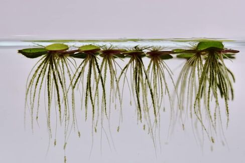 600+ Live Duckweed (Lemma Minor) - NO Snail- Floating Aquarium Plants in Saudi Arabia