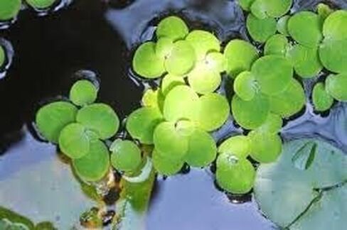 600+ Live Duckweed (Lemma Minor) - NO Snail- Floating Aquarium Plants in Saudi Arabia
