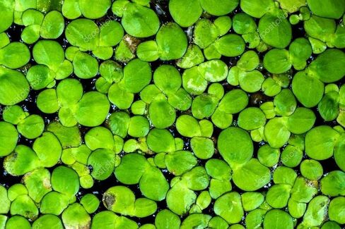 600+ Live Duckweed (Lemma Minor) - NO Snail- Floating Aquarium Plants in Saudi Arabia