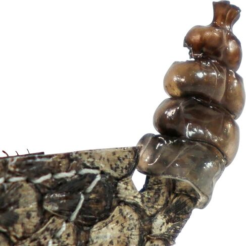 5/8" (0.625") Real Texas Western Rattlesnake Hat Band with Rattle in Saudi Arabia
