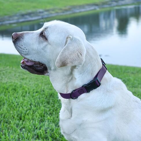 Dogline Biothane Waterproof Dog Collar with Quick Release Buckle Strong Coated Nylon Webbing with Odor- Proof for Easy Care Easy to Clean Fits Small Medium Large Dogs, Purple 1" W 15-23" L in Saudi Arabia