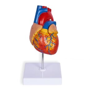 Life Size Human Heart Model, Anatomically Accurate 2-PartMedical Model with 48 Anatomical Structures & Mounted Display Base & Number Manual for Classroom & Cardiology Study