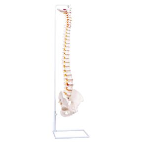 34.6'' Full Size Human Spine Skeleton Model, Color Anatomical Spine Model with All Nerves, Arteries, Lumbar Column, Removable Femur, Realistic Vertebra Model for Teaching, Study and Display