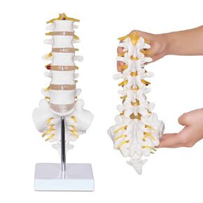 Scientific Lumbar Spine Model with 5 Vertebrae, Life Size Human Lumbar Vertebrae Anatomy Model with Sacrum, Spinal Disc, and Sturdy Base, Perfect Tool for Classrooms, Offices, Medical Teaching. in Kuwait
