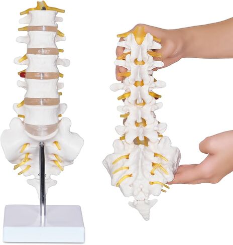 Scientific Lumbar Spine Model with 5 Vertebrae, Life Size Human Lumbar Vertebrae Anatomy Model with Sacrum, Spinal Disc, and Sturdy Base, Perfect Tool for Classrooms, Offices, Medical Teaching. in Kuwait