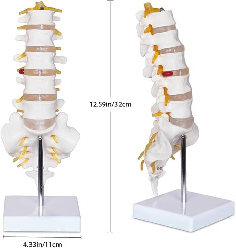 Scientific Lumbar Spine Model with 5 Vertebrae, Life Size Human Lumbar Vertebrae Anatomy Model with Sacrum, Spinal Disc, and Sturdy Base, Perfect Tool for Classrooms, Offices, Medical Teaching. in Kuwait