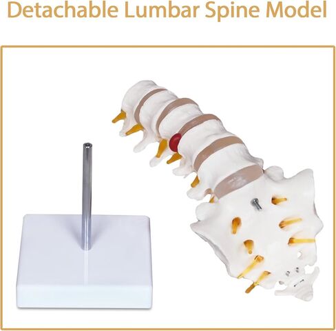 Scientific Lumbar Spine Model with 5 Vertebrae, Life Size Human Lumbar Vertebrae Anatomy Model with Sacrum, Spinal Disc, and Sturdy Base, Perfect Tool for Classrooms, Offices, Medical Teaching. in Kuwait
