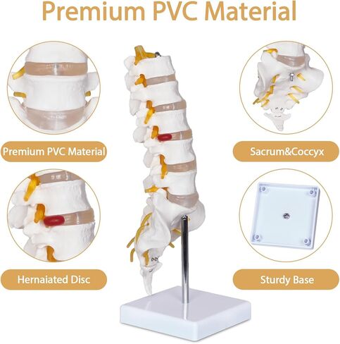 Scientific Lumbar Spine Model with 5 Vertebrae, Life Size Human Lumbar Vertebrae Anatomy Model with Sacrum, Spinal Disc, and Sturdy Base, Perfect Tool for Classrooms, Offices, Medical Teaching. in Kuwait