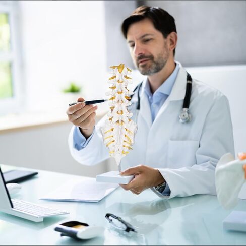 Scientific Lumbar Spine Model with 5 Vertebrae, Life Size Human Lumbar Vertebrae Anatomy Model with Sacrum, Spinal Disc, and Sturdy Base, Perfect Tool for Classrooms, Offices, Medical Teaching. in Kuwait