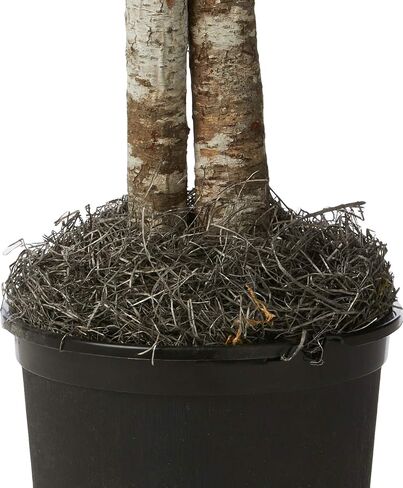 Vickerman 4' Artificial Frosted Maple Bush, Gray Plastic Container. in Saudi Arabia