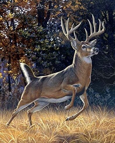 David Textiles 12 Point Buck Deer مندهشة جاهزة لتشغيل لوحة نسيج القطن 36 × 44 بوصة in Saudi Arabia
