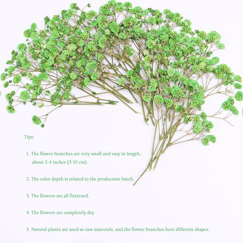 30 Pcs Fuchsia Baby's Breath Real Dried Pressed Flowers.Vacuum-Packed Mini DriedBaby's Breath Flowe Specimen +1 Tweezers, for Resin Art /DIY Making Wedding Card/ Home Party Decor. in Kuwait