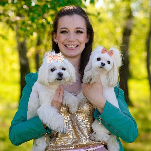 20 PCS Sakura Pink Dog Hair Bow ، Bow Bow Bow with Rubber Bands مرنة ، مزيج على النمط المصنوع يدويًا الكلاب اللطيفة GOOMING BOWKNOT BOWKNOT TOP FOUR in Kuwait